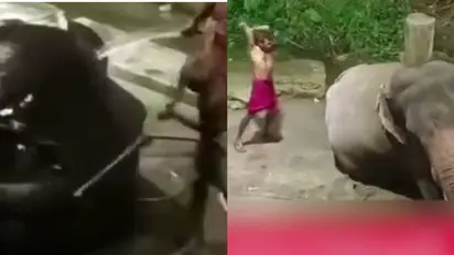 Kerala: HC orders probe against Guruvayur Elephant camp, action against mahouts who beat elephants