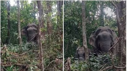 ജാഗ്രത, പൊന്മുടിയില് പുള്ളിപ്പുലിക്ക് പിന്നാലെ കാട്ടാനകളും; ചുരം റോഡില് നിലയുറപ്പിച്ചത് രണ്ട് കാട്ടാനകള്