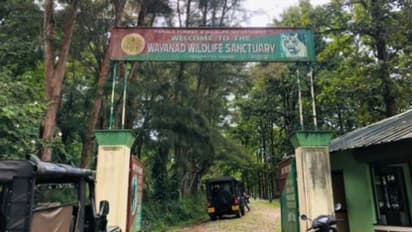 വയനാട്ടിൽ വനംവകുപ്പ് വാച്ചർക്ക് നേരെ വന്യജീവി ആക്രമണം, പുലിയെന്ന് സംശയം