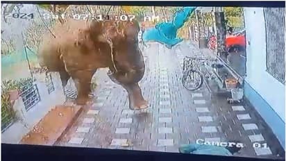 வனத்துறையைத் திணற வைக்கும் பேளுர் மக்னா யானை; 3வது நாளாகத் தொடரும் போராட்டம்