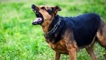 ನಾಯಿಯಿಂದ ತಪ್ಪಿಸಿಕೊಳ್ಳಲು ಹೋಗಿ 20 ಅಡಿ ಆಳಕ್ಕೆ ಬಿದ್ದ ಮಹಿಳೆ