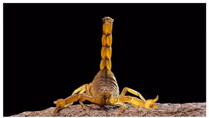 ജനിച്ചയുടന്‍,  ജന്മം നല്‍കിയ അമ്മയെ കൊന്ന് തിന്നുന്ന ജീവി !