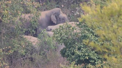 ಚಿಕ್ಕಮಗಳೂರು ನಗರದ ಆಸುಪಾಸಿನಲ್ಲೇ ಬೀಡುಬಿಟ್ಟ ಬಿಟ್ಟ ಕಾಡಾನೆಗಳು: ಆತಂಕದಲ್ಲಿ ಜನತೆ