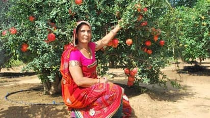 Meet Santosh Devi Khedar, A Farmer Who Makes Rs 25 Lakh From Pomegranate Cultivation 