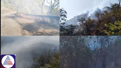 Forest fire breaks out at Mullayanagiri mountain range in Chikkamagaluru, hundreds of plants damaged