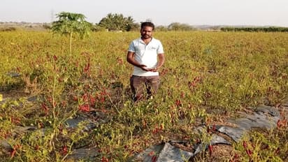 ವಿಜಯಪುರ: ಬರದಲ್ಲೂ ಭರಪೂರ ಬ್ಯಾಡಗಿ ಮೆಣಸು ಬೆಳೆದ ಯುವ ರೈತ..!