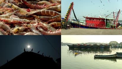 കര മാത്രമല്ല, കടലും ചുട്ടുപൊള്ളുന്നു, മത്സ്യലഭ്യത ഗണ്യമായി കുറഞ്ഞു, നെഞ്ചില് ചൂടെരിഞ്ഞ് മത്സ്യത്തൊഴിലാളികള്