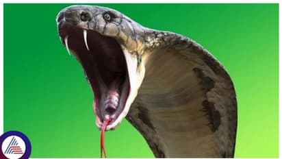 ಮನೆ ಕೆಡವುತ್ತಿರುವಾಗ ಮಲಗುವ ಕೋಣೆಯ ಗೋಡೆಯೊಳಗೆ ಪತ್ತೆಯಾಯ್ತು 5 ಕಾಳಿಂಗ ಸರ್ಪ, ಬಿಚ್ಚಿಬಿದ್ದ ಶಿಕ್ಷಕ