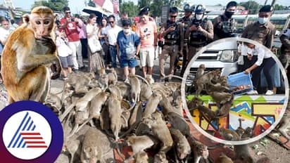 ಥಾಯ್ಲೆಂಡ್‌ನ ಪ್ರಸಿದ್ಧ ಪ್ರವಾಸಿ ನಗರವನ್ನೇ ತೆಕ್ಕೆಗೆ ತೆಗೆದುಕೊಂಡ ಮಂಗಗಳ ಸೈನ್ಯ! 