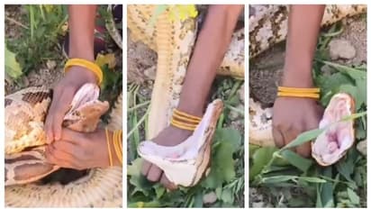 വാ പൊളിച്ച് പെരുമ്പാമ്പ്....! കൂറ്റന് പെരുമ്പാമ്പിന്റെ കഴുത്തിന് കുത്തിപ്പിടിക്കുന്ന യുവതിയുടെ വീഡിയോ വൈറൽ