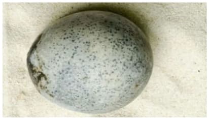 മുട്ടയുടെ പഴക്കം 1700 വര്‍ഷം ! പക്ഷേ ഗവേഷകരെ അത്ഭുതപ്പെടുത്തിയത് മുട്ടയ്ക്കുള്ളിലെ വസ്തു !