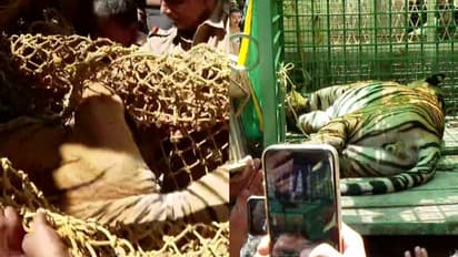 കടുവയെ എവിടെ കൊണ്ടുപോകുമെന്ന് പറയാത്തതിൽ പ്രതിഷേധം; ഒടുവിൽ എഴുതിനൽകി അധികൃതർ, കടുവയെ കൊട്ടിയൂരിൽ നിന്ന് മാറ്റി