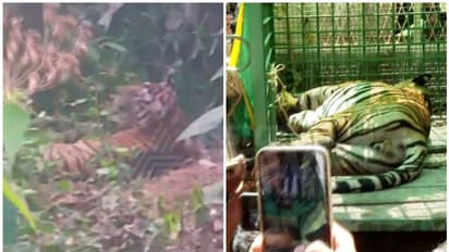 കണ്ണൂര് കൊട്ടിയൂരിൽ നിന്ന് മയക്കുവെടി വെച്ച് പിടികൂടിയ കടുവ ചത്തു