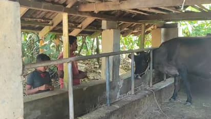 'ഞെട്ടിക്കുന്ന കാഴ്ച': വയലില് കെട്ടിയിട്ട പശുവിനെ ക്രൂരമായി കൊന്ന നിലയില് കണ്ടെത്തി