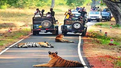 5 Best Places for Jungle Safari in India During Winter Holidays