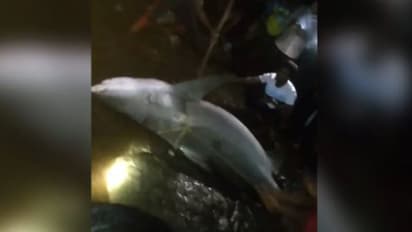 മീൻ പിടിക്കാനായി നദിയിലിറങ്ങി, പെട്ടന്ന് ആക്രമണം; യുവാവിന്റെ കാൽ കടിച്ച് മുറിച്ച് സ്രാവ്, പിടികൂടി കൊന്നു