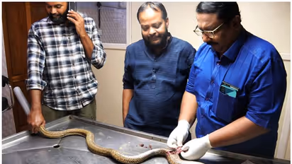 കാർ കയറിയിറങ്ങി മൂർഖന്‍റെ കുടൽമാല പുറത്ത്; മണിക്കൂർ നീണ്ട സർജറി, എല്ലാം ഉള്ളിലാക്കി തുന്നിക്കെട്ടി, ആശ്വാസം