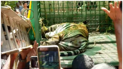 കൊട്ടിയൂരിൽ നിന്ന് പിടിച്ച കടുവ ചത്ത സംഭവം: അണുബാധ മൂലമെന്ന് പോസ്റ്റ്മോർട്ടം റിപ്പോർട്ട്; ജഡം കത്തിക്കും