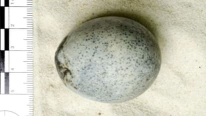 Remarkable discovery: 1,700-year-old Roman-age egg unearthed in Britain; yolk and whites still intact