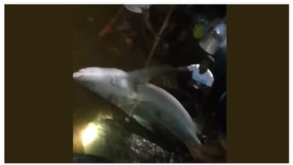 പുഴയിൽ മീൻ പിടിക്കാനിറങ്ങിയ യുവാവിന്റെ കാൽ സ്രാവ് കടിച്ചെടുത്തു, സംഭവം മഹാരാഷ്ട്രയിൽ -വീഡിയോ