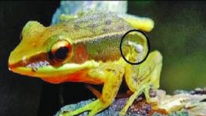 Rare frog species found in Karnataka's Karkala lake with mushrooms on its body