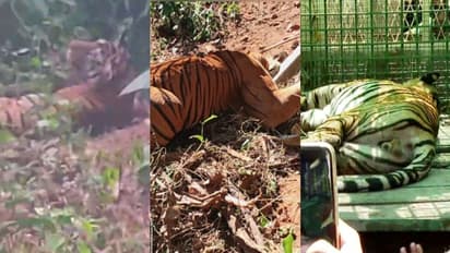 കടുവ കുടുങ്ങിയതിൽ ട്വിസ്റ്റ്! കമ്പി വേലിയിൽ അല്ല, കുടുങ്ങിയത് കേബിള് കെണിയിലെന്ന് വനം വകുപ്പ്, കേസെടുത്തു