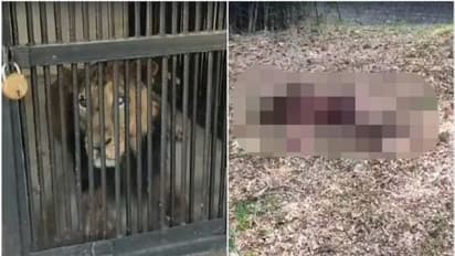 ತಿರುಪತಿ ಮೃಗಾಲಯದಲ್ಲಿ ಸಿಂಹದ ಜೊತೆ ಸೆಲ್ಫಿ ಸಾಹಸ, ತಿಂದು ತೇಗಿದ ಕಾಡಿನ ರಾಜ!