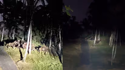 വയനാട്ടിൽ ആനയ്ക്കും കടുവയ്ക്കും പിന്നാലെ മലയണ്ണാന് ശല്യം, ഇപ്പോഴിതാ കാട്ടുപോത്തിന്ക്കൂട്ടവും; തീരാദുരിതം