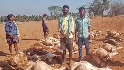 ತುಮಕೂರು :  ಕೆರೆಯಲ್ಲಿ ಕಲುಷಿತ ನೀರು ಕುಡಿದು 50ಕ್ಕೂ ಹೆಚ್ಚು ಕುರಿಗಳ ಸಾವು