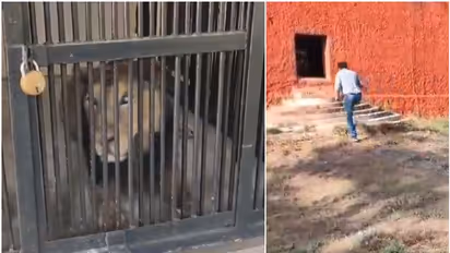 ലഹരിപ്പുറത്ത് സിംഹത്തിനൊപ്പം സെല്ഫി; ചുറ്റുമതില് ചാടി കൂട്ടിലേക്ക് കയറിയ യുവാവിന് ദാരുണാന്ത്യം, വീഡിയോ
