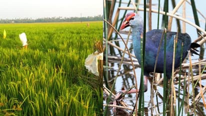 താമസം മണ്ണെടുത്ത കുഴികൾ, കതിരുകളും ചെടികളും ഒരു പോലെ നശിപ്പിച്ച് നീല കോഴികൾ, നെൽ കർഷകർക്ക് ആശങ്ക