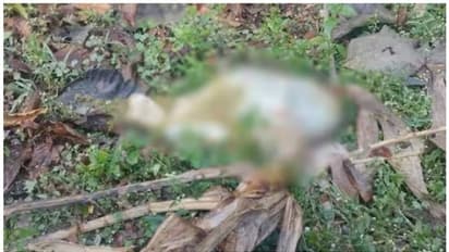 സുരഭിക്കവലയിലെ കടുവയെ മയക്കുവെടി വെയ്ക്കാൻ ഉത്തരവ്; കടുവയിറങ്ങിയിട്ട് ഒരുമാസം