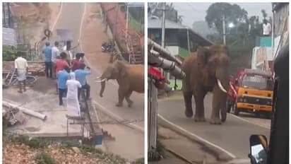 ടൗണില്‍ നിത്യ സന്ദര്‍ശകനായി കൊമ്പന്‍; യാത്രക്കാരും നാട്ടുകാരും രക്ഷപ്പെടുന്നത് തലനാരിഴയ്ക്ക്