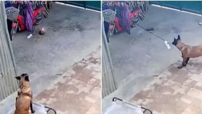 തീപ്പിടുത്തത്തില് നിന്ന് ഒരു വീടിനെ രക്ഷപ്പെടുത്തി വളര്ത്തുനായ; വീഡിയോ...