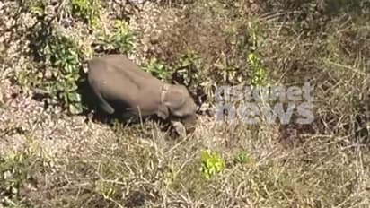 '5.63 കോടി മുടക്കി 2018ൽ വാങ്ങിയ റേഡിയോ കോളർ ഇതുവരെ ഉപയോഗിച്ചില്ല'; ഗുരുതര വിമർശനങ്ങളുമായി സിഎജി റിപ്പോർട്ട്