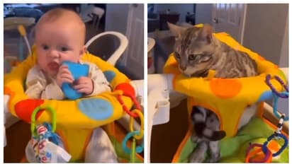 ദാ ഇങ്ങനെ.... ഇങ്ങനെ വേണം ഇരിക്കാന്; കൈക്കുഞ്ഞിനെ അനുകരിച്ച് വൈറലായ പൂച്ചയുടെ വീഡിയോ !