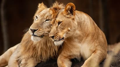 சீதா, அக்பர் சிங்கங்களுக்கு வேறு பெயர்: கொல்கத்தா உயர் நீதிமன்றம்  அதிரடி உத்தரவு!