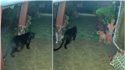 കരിമ്പുലിയും വീട്ടുമുറ്റത്ത്, 'അപൂര്വ്വ സംഭവം'; ഐഎഫ്എസ് ഉദ്യോഗസ്ഥന് പുറത്തുവിട്ടത് നീലഗിരിയിലെ വീഡിയോ