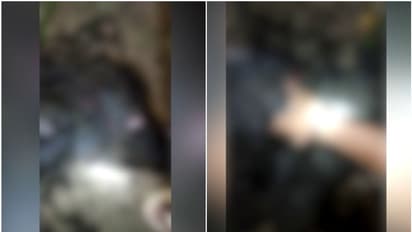 പുല്പ്പള്ളിയില് വീണ്ടും കടുവ ആക്രമണം, പശുക്കിടാവിനെ കടുവ പിടിച്ചു