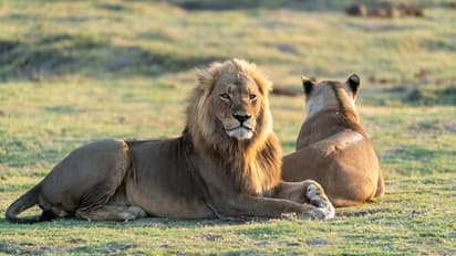 சீதா சிங்கத்துடன் அக்பர் சிங்கம்: உயர் நீதிமன்றத்தில் விஷ்வ இந்து பரிஷத் மனுத்தாக்கல்!