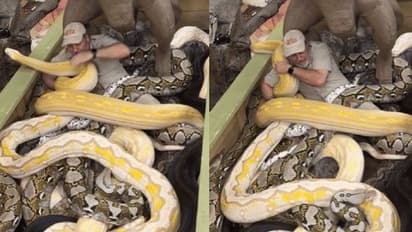 പെട്ടിയിൽ നിറയെ കൂറ്റൻ പെരുമ്പാമ്പുകൾ, ഒപ്പം ഒരു മനുഷ്യനും; ഞെട്ടിക്കും ഈ വീഡിയോ 