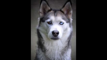 Viral Video: ಕಳೆದುಹೋಗಿದ್ದ ಹಸ್ಕಿ ನಾಯಿ ಡ್ರೋನ್ ನಲ್ಲಿ ಕಂಡ್ತು; ಜತೆಗೆ ಇನ್ನೊಂದು ವಿಚಿತ್ರವೂ ಕಾದಿತ್ತು!