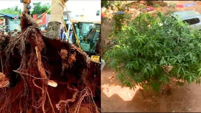 ദേശീയപാതയ്ക്കായി വേരോട് പറിച്ച് മാറ്റിയിട്ടും തളർന്നില്ല, സ്കൂൾ മുറ്റത്ത് പൂവിട്ട് തണലുമായി 'പയസ്വിനി'