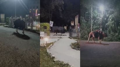 ആനയെകൊണ്ട് പൊറുതിമുട്ടി, പിന്നാലെ കാട്ടുപോത്തും; മൂന്നാർ ടൗണിൽ ഭീഷണിയായി വിലസി, പിന്നാലെ കാടുകയറി