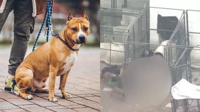 വീട്ടിൽ വളർത്തിയത് 13 നായകളെ, ഭക്ഷണം നൽകാനെത്തിയ ഉടമയെ കടിച്ച് കീറി കൊന്ന് വളർത്തുനായകൾ