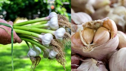 പൊന്നും വിലയിൽ വെളുത്തുള്ളി; മോഷണം കൂടുന്നു, പാടങ്ങളിൽ 'അറ്റകൈ' പ്രയോഗവുമായി കർഷകർ