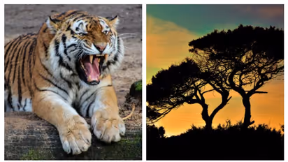 Bandhavgarh to Kanha: 7 national parks you must visit when in Madhya Pradesh