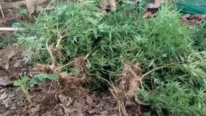 ആർക്കും കാണാവുന്ന രീതിയിൽ വീട്ടുവളപ്പിൽ കഞ്ചാവ് തോട്ടം, വേരോടെ പിഴുത് എക്സൈസ് സംഘം