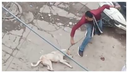 അവശനായ നായയെ കമ്പിക്കുരുക്കിട്ട് കൊലപ്പെടുത്തുന്ന ദില്ലി സ്വദേശിയുടെ ഞെട്ടിക്കുന്ന വീഡിയോ പുറത്ത് !