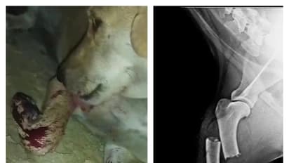 Lucknow couple faces charges for brutal assault on stray dog, sparks outrage (WATCH)